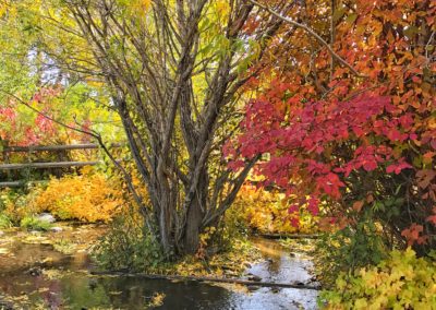 Bright colors adorning a branch of Eagle Creek, which flows into the Yellowstone River just north of the park