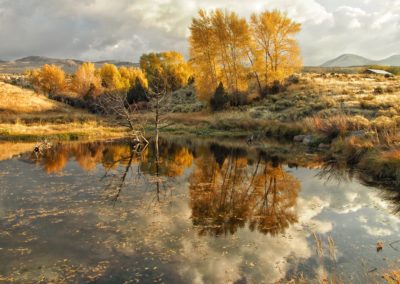 Cottonwood reflections in a pond near Yellowstone National Park