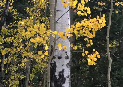 Bright yellow aspen leaves on a trail in Grand Teton National Park