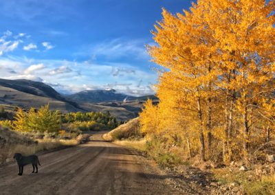 Cottonwood trees on a backroad north of Yellowstone National Park