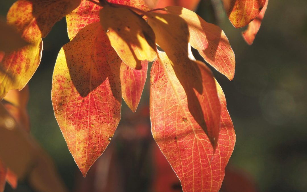 Beautifully red and yellow tinged dogwood leaves along the Gardner River in Yellowstone National Park