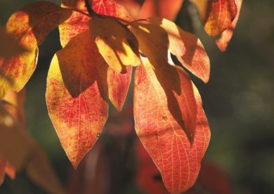 Beautifully red and yellow tinged dogwood leaves along the Gardner River in Yellowstone National Park