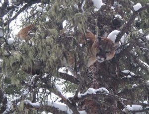 cougars in Yellowstone the essence of stealth