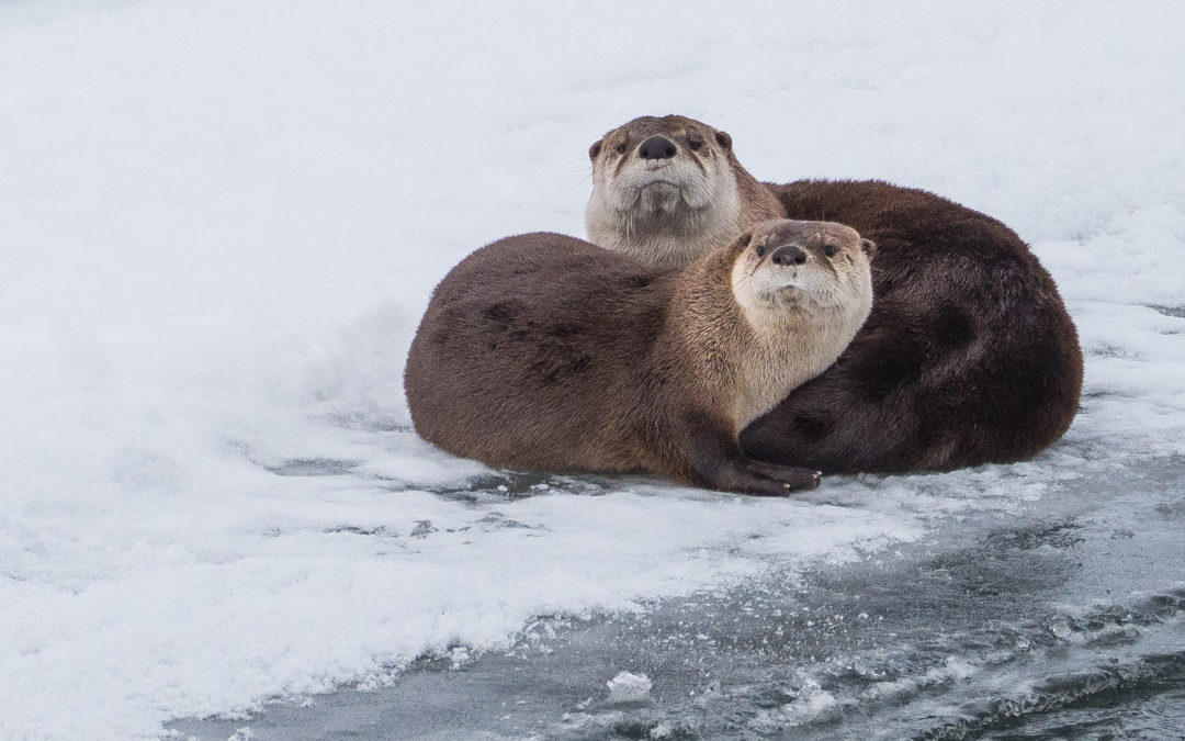 Yellowstone River Otters Photo Jenny Golding