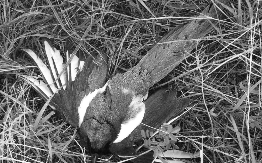 Beauty Departed – A Magpie Funeral