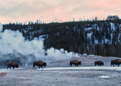 Bison in front of Old Faithful Geyser in winter