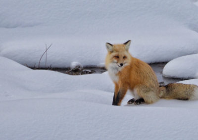 red fox in winter old faithful