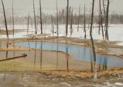 Hot Spring and Dead Trees in Old Faithful Geyser Basin