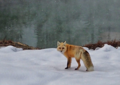 red fox at a hot spring in Yellowstone