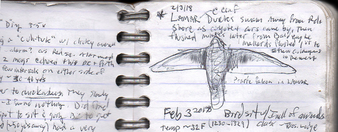 A page from George Bumann's field journal