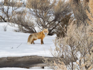 Red Fox in Yellowstone