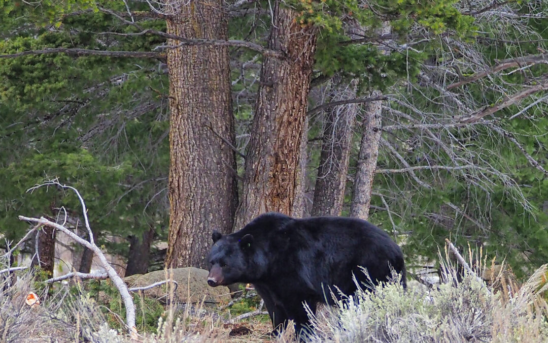 black bear in Yellowstone