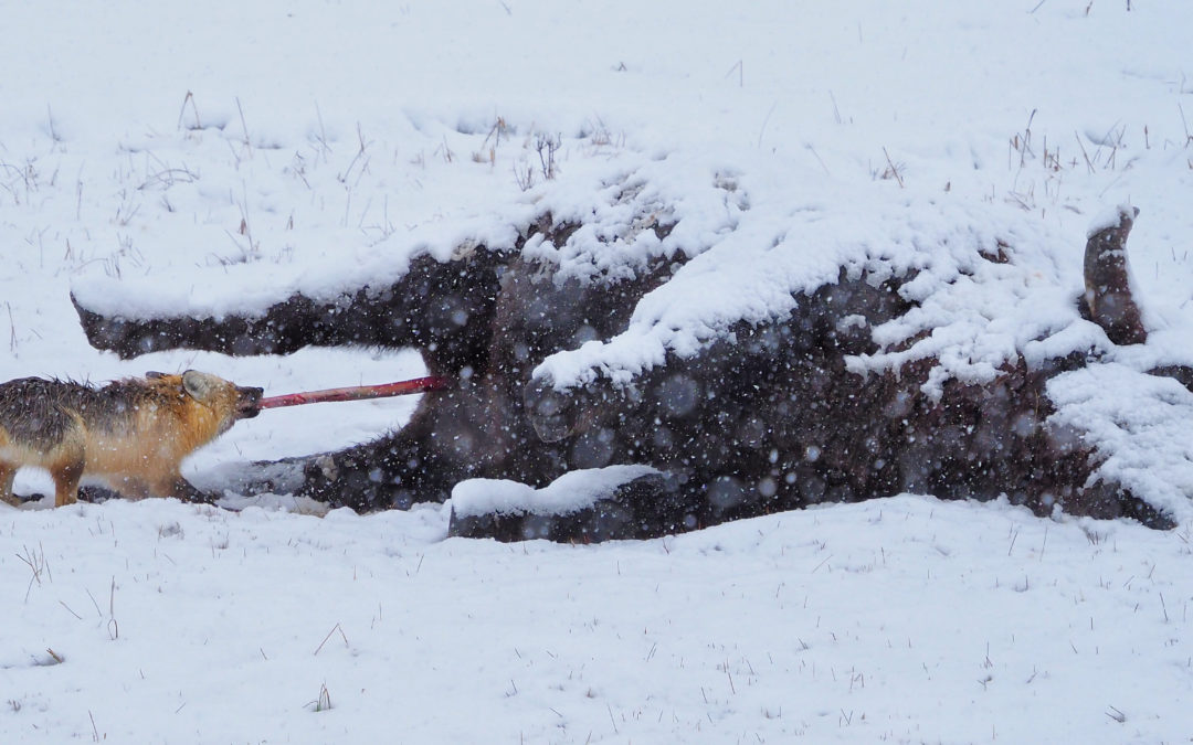 Red fox on a bison carcass Yellowstone