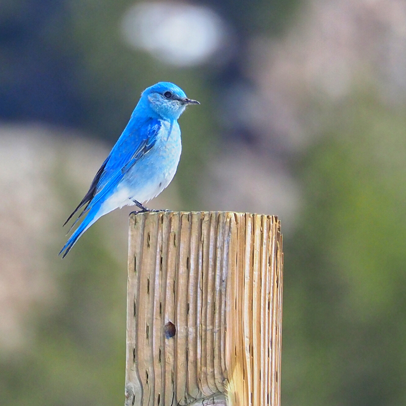 male Mountain bluebird in Yellowstone