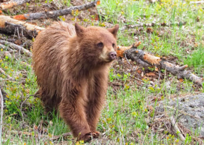 Cinnamon black bear cub Yellowstone