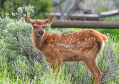 Elk calf in Mammoth Hot Springs Yellowstone