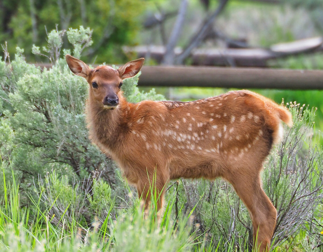 elk-calf-straube-photography