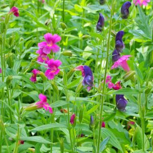 Monkey flower and monkshood in Yellowstone