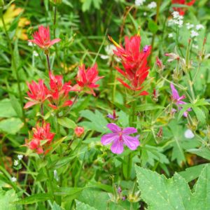 Indian Paintbrush Heart Lake Yellowstone