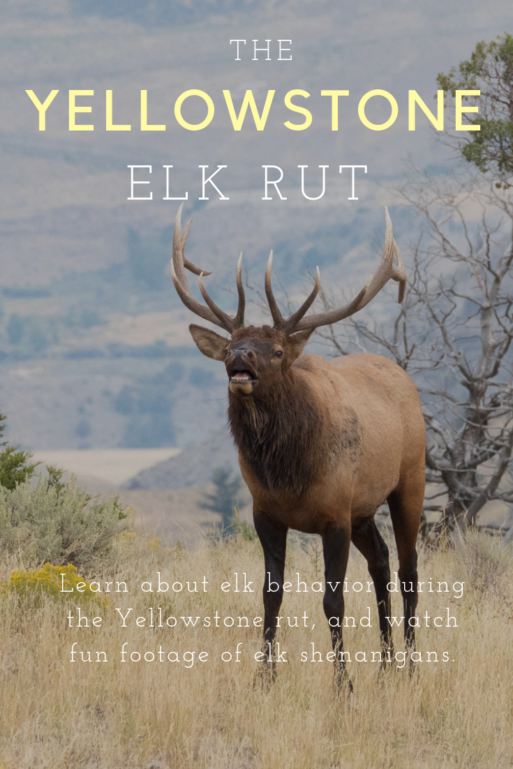 Video Sights and Sounds of the Yellowstone Elk Rut A Yellowstone Life