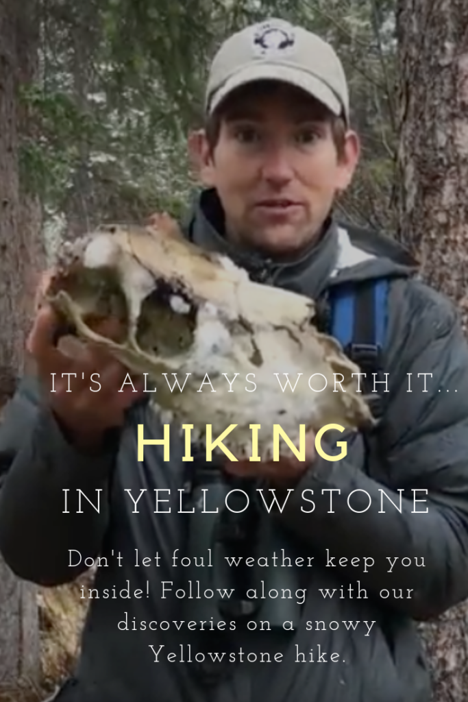 Follow along on a snowy Yellowstone hike