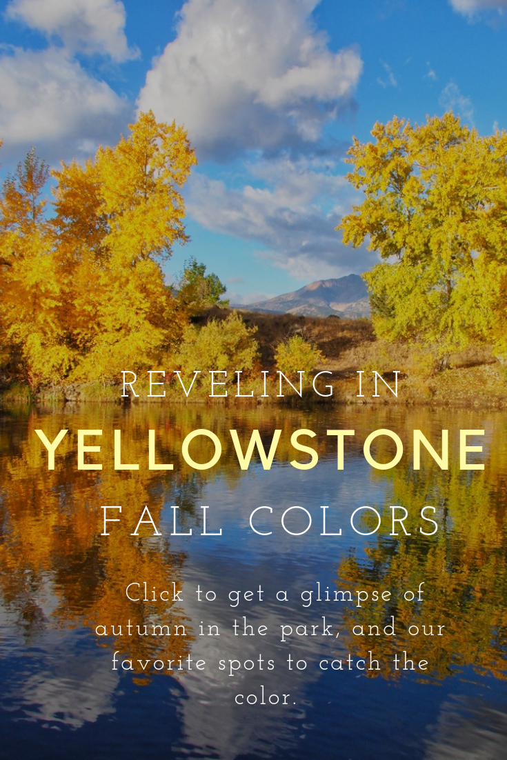 Reveling in Yellowstone's Fall Colors A Yellowstone Life