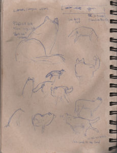 Telling the stories of Yellowstone Wolves Sketches by George Bumann 14