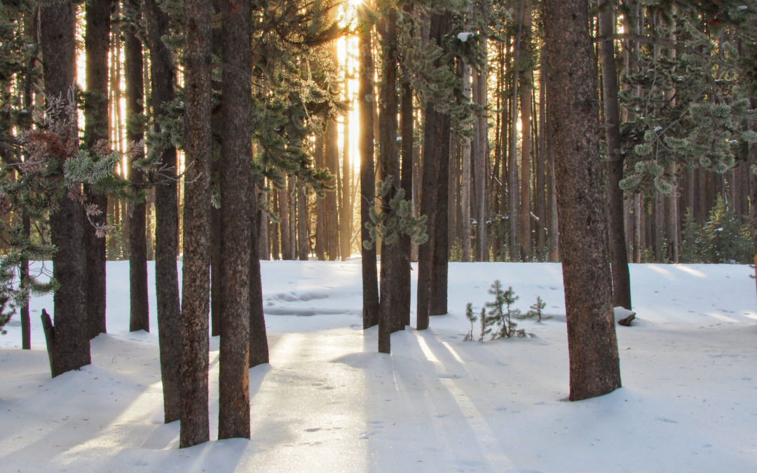 Sunlight through snowy lodgepole pines Yellowstone winter