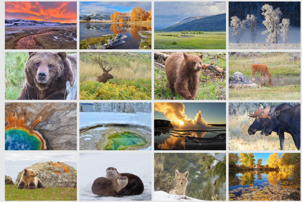 Capturing a Grizzly Bear and Wolf Interaction in Sculpture - A ...