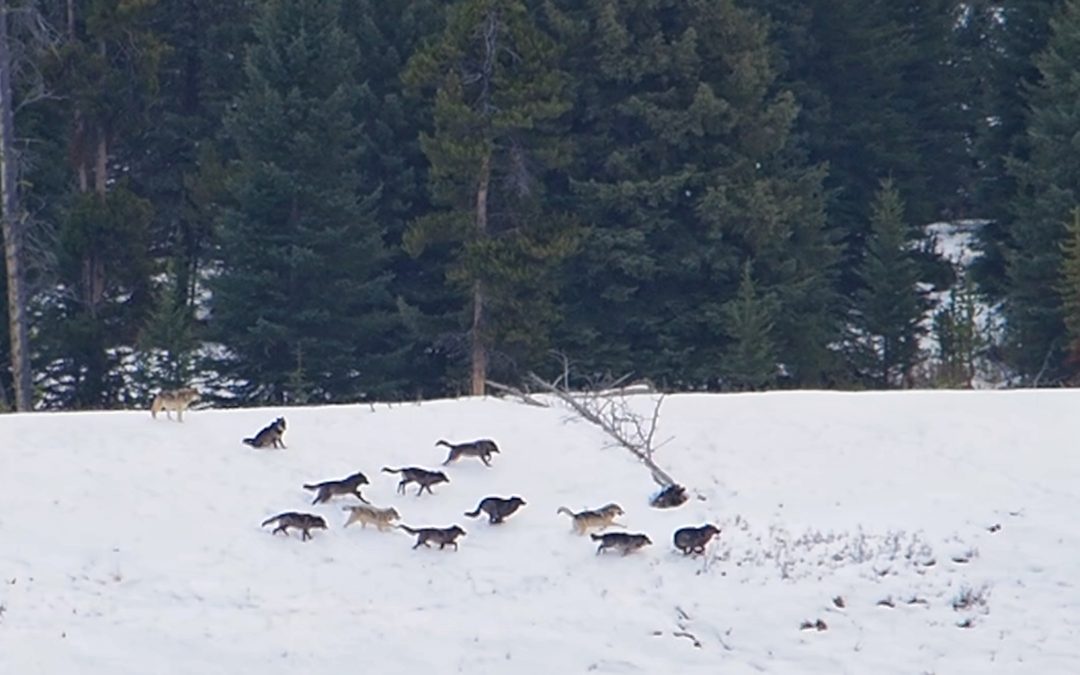 Junction Butte Wolves Yellowstone