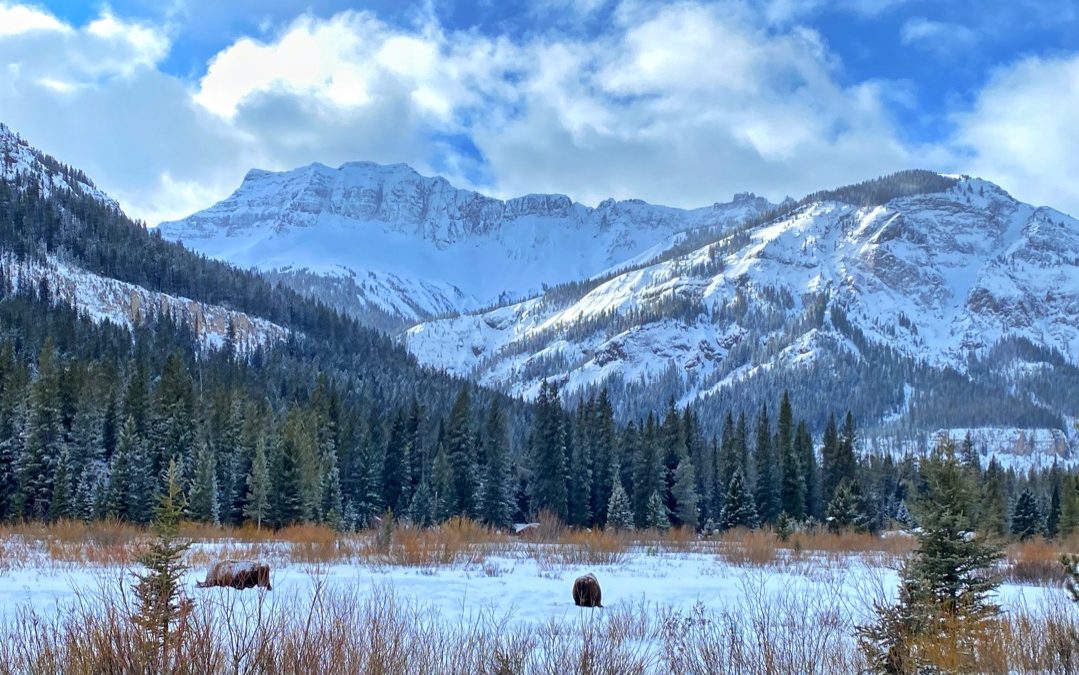 Why We Love Yellowstone’s Northeast Entrance