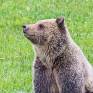 Yellowstone's Bridge Bay bear