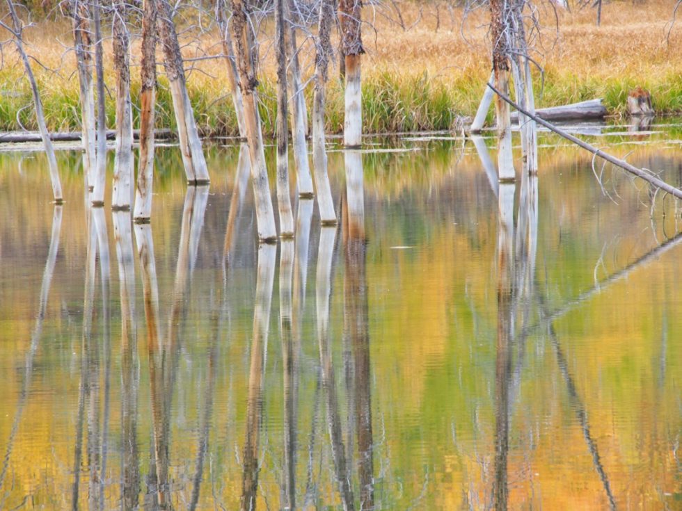 Yellowstone Fall Colors Base Camp - A Yellowstone Life