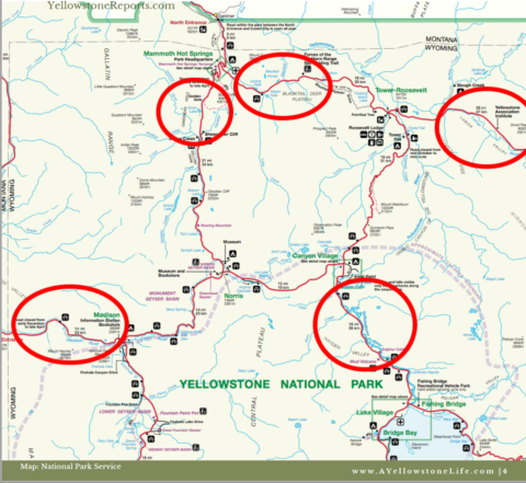 Secrets for finding Yellowstone wildlife - A Yellowstone Life