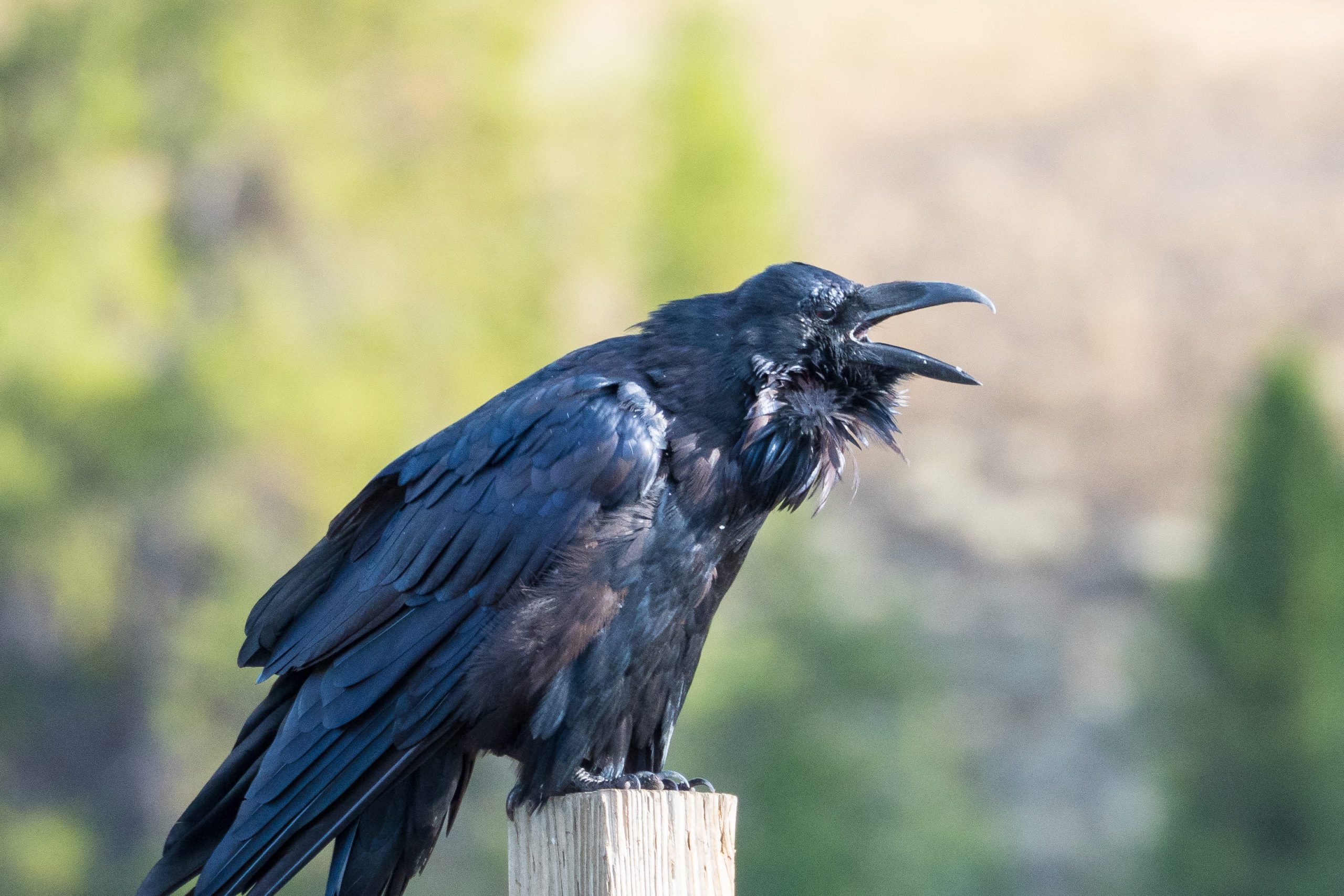 Why you should start tuning in to animal language - A Yellowstone Life