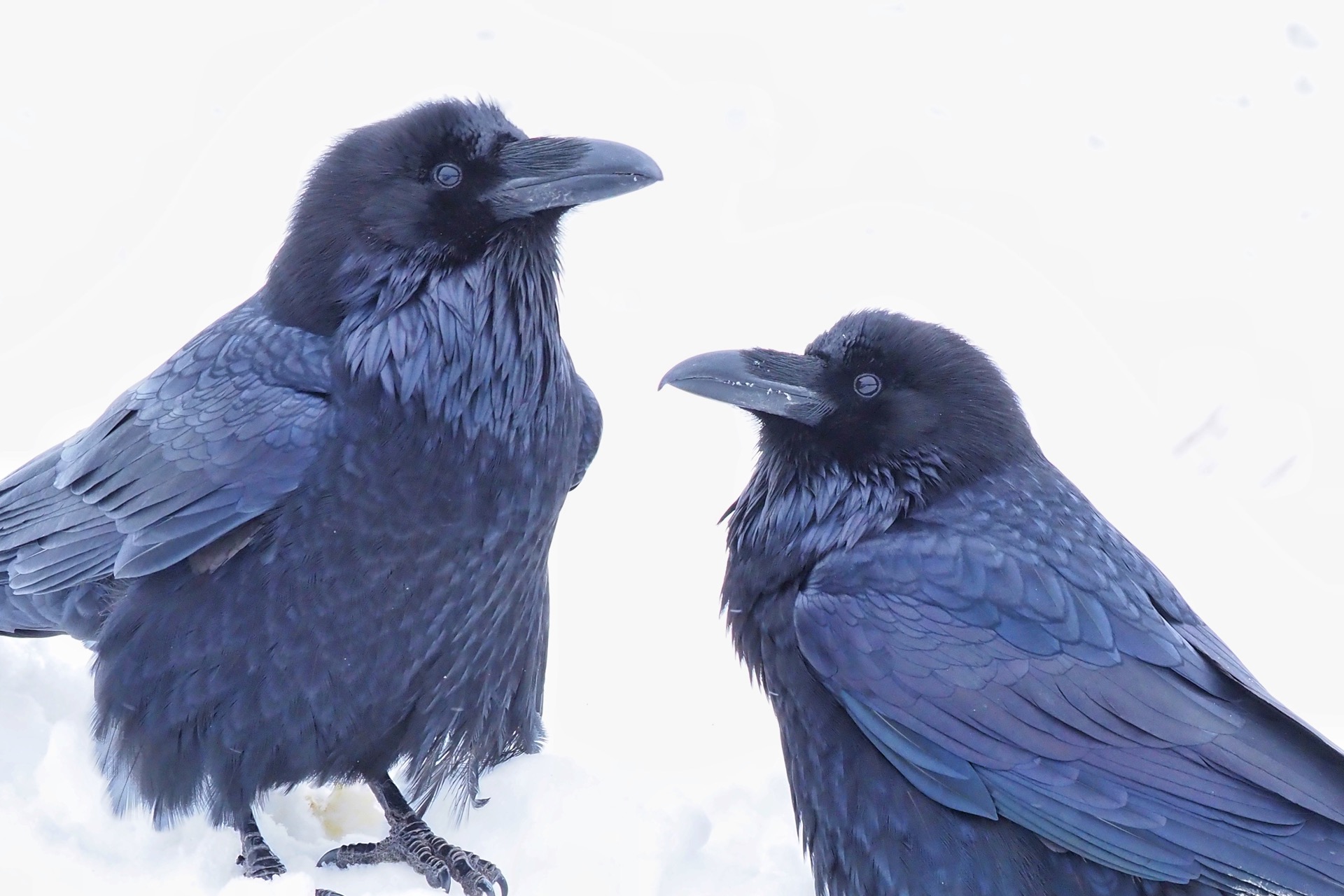 Speaking Raven Learning The Subtleties Of Raven Language A 