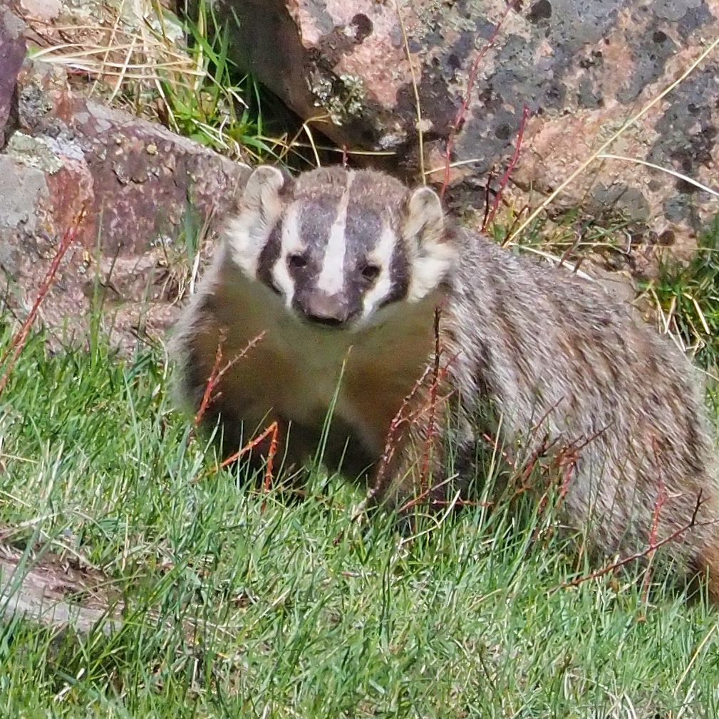 badger Yellowstone backpacking trip