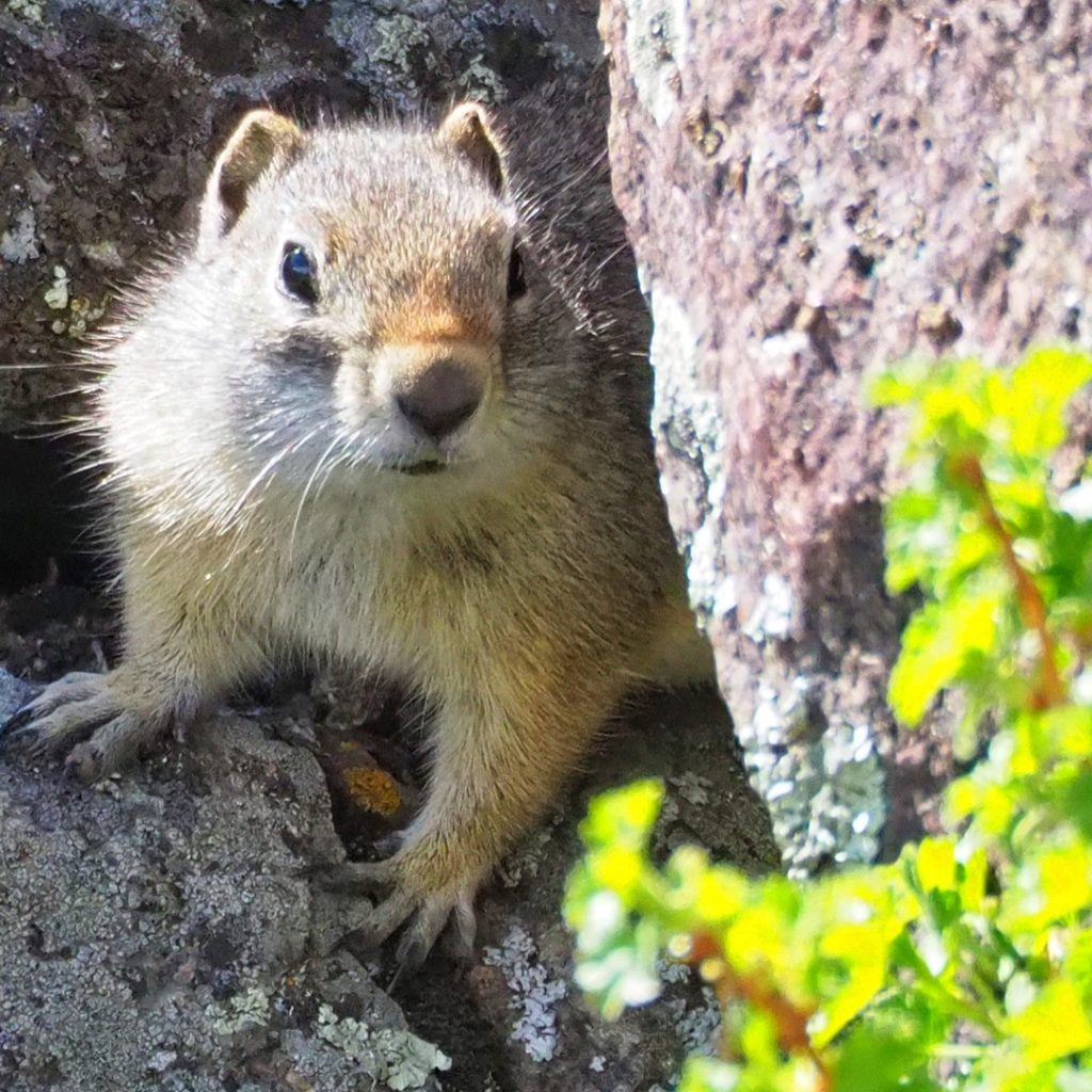 Uinta ground squirrel Yellowstone backpacking trip