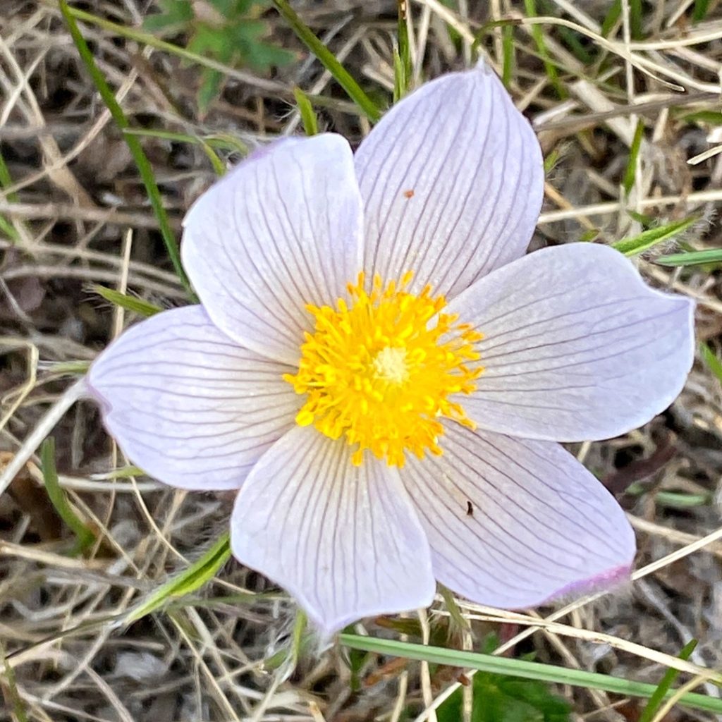 pasqueflower Yellowstone backpacking trip