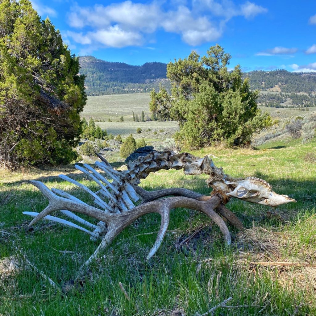 elk skull Yellowstone backpacking trip