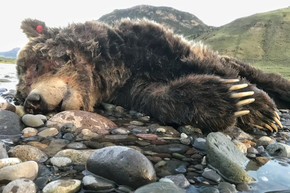 death-of-a-grizzly-bear-a-yellowstone-life