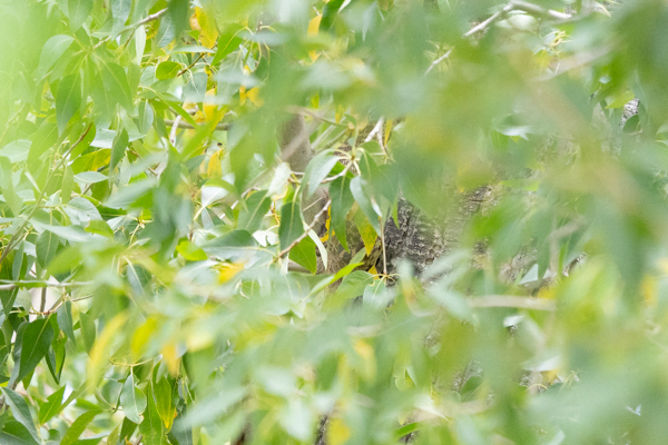 bull snake camouflaged in cottonwood tree