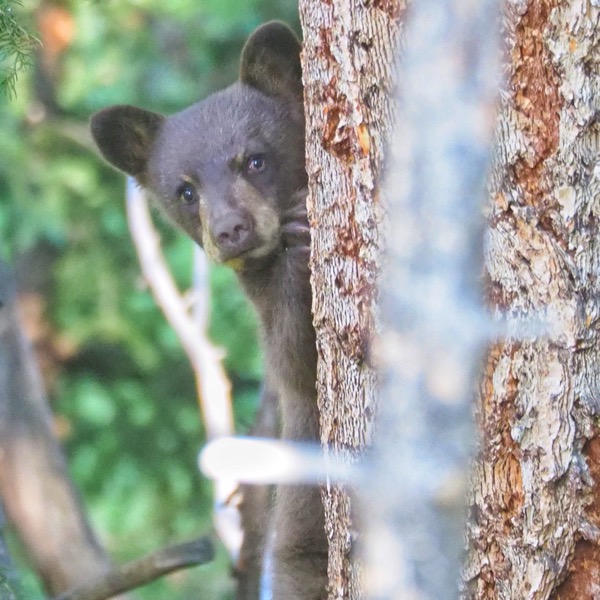 Backpacking Pelican Valley to Lamar Valley black bear cub