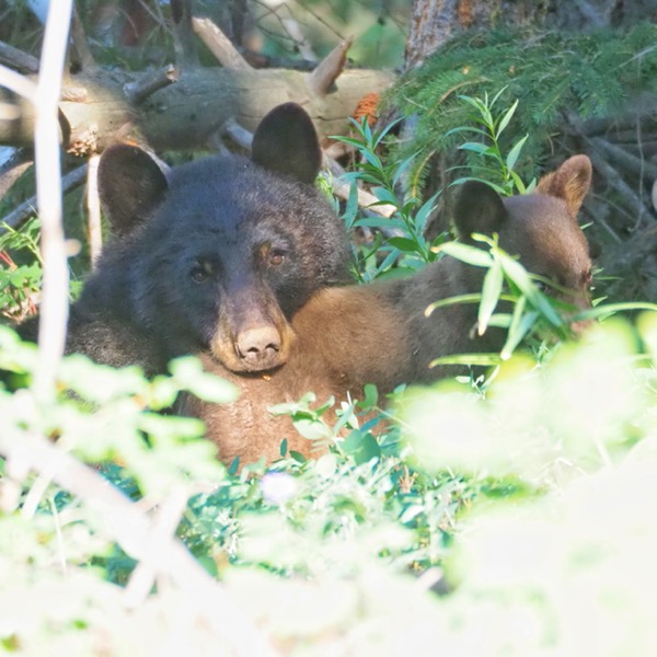 Backpacking Pelican Valley to Lamar Valley black bear with cub