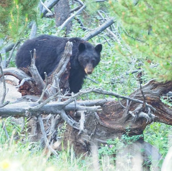 Backpacking Pelican Valley to Lamar Valley black bear