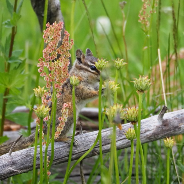 Backpacking Pelican Valley to Lamar Valley chipmunk