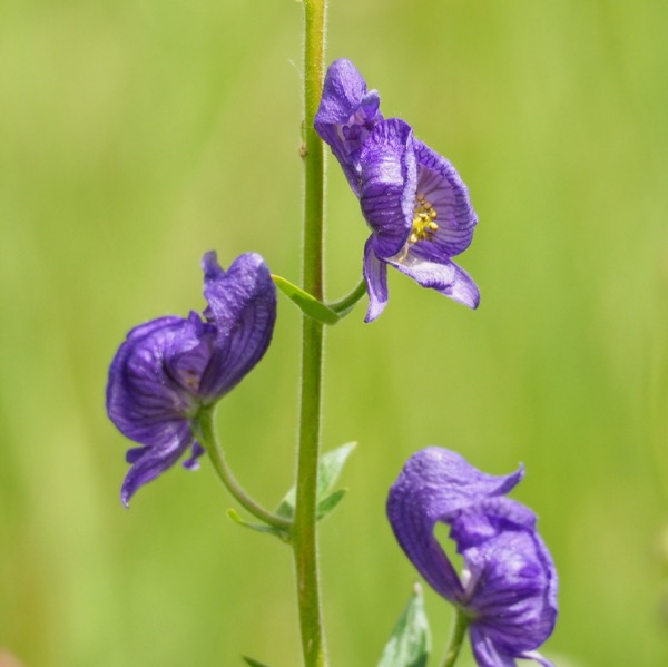 Backpacking Pelican Valley to Lamar Valley monkshood