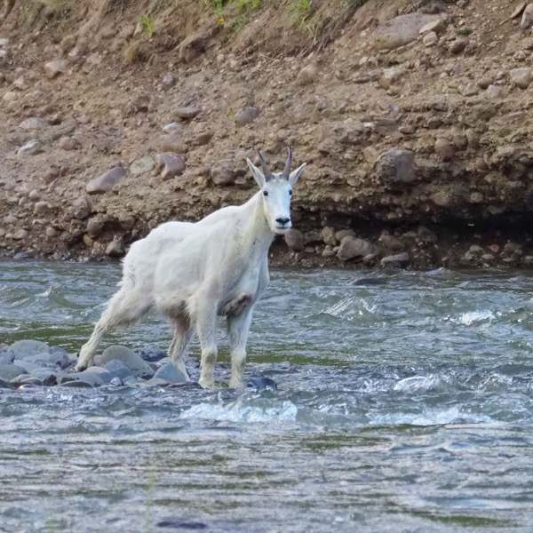 Backpacking Pelican Valley to Lamar Valley mountain goat