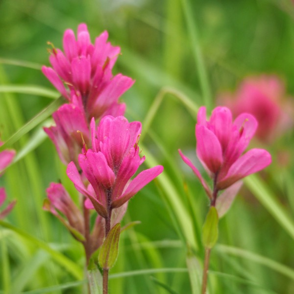 Backpacking Pelican Valley to Lamar Valley pink Indian paintbrush