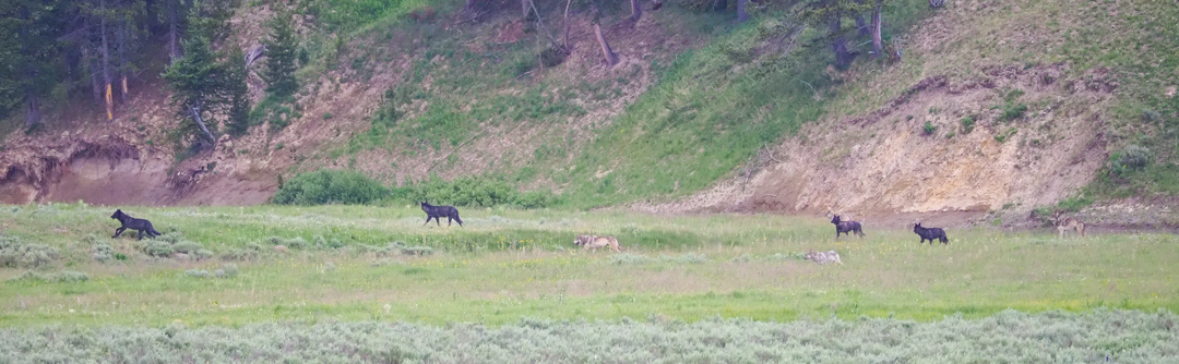 Backpacking Pelican Valley to Lamar Valley wolves